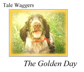 Title: Tale Waggers - The Golden Day  Photo:  Duncan in a pool of yellow light...