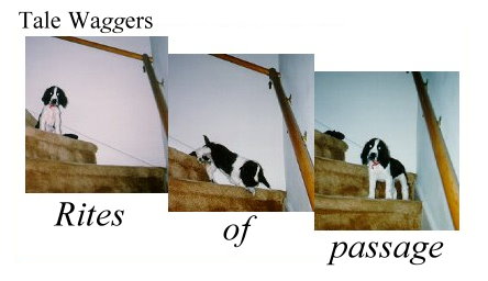 Title: Tale Waggers - Rites of Passage  Image: Emma learning how to come down stairs.