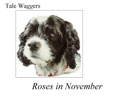 Title:  Tale Waggers Roses in November  Image: Arthur at 13