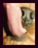 dog tounge - real close