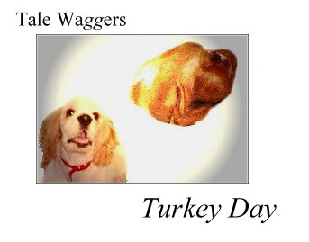 Title: Tale Waggers - TURKEY DAY!  Image: Earnest eyes the prize.